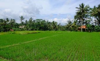 Kubu Jamu Ubud