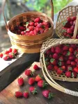 Phu Prom Dao Farmstay Hotels in Amphoe Thep Sathit