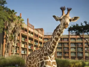 迪士尼動物王國小屋