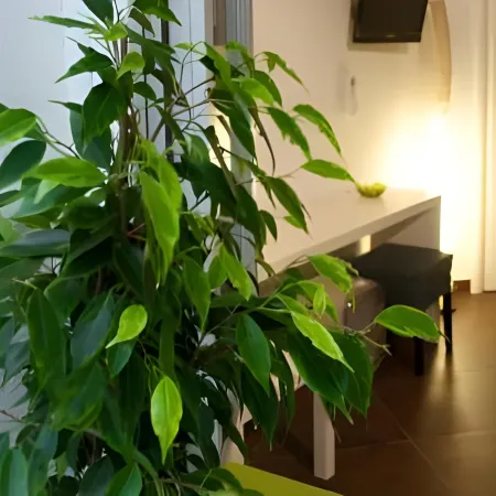 B&B Carella