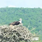 Quiet Cozy Home in God's Country Potter County PA   --- - Wifi