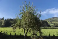 Apartment Peskoller Elli Hotel a Issengo