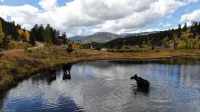Fawn Haven On The Lake
