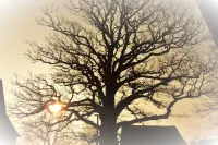 Former farmhouse in a quiet outskirts. Pets are welcome. Hotel a Aichhalden