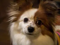 Stone Pepper Hotels in Shirakawa