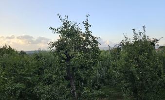 Teona Kartepe Bungalov