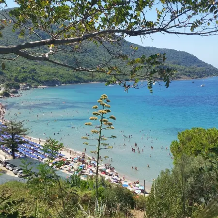 I Delfini