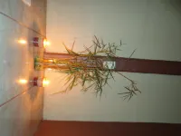 Posada Río Celeste la Amistad - spa