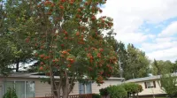 Neepawa Motel - Moteles