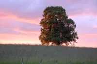 Landhotel Krone Hotels in Oberreute