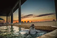 Edge Hotel Clearwater Beach - Hot Tub