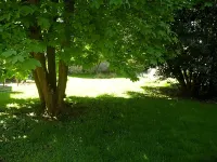 لا بيتيت فيني - صديق للحيوانات الاليفة