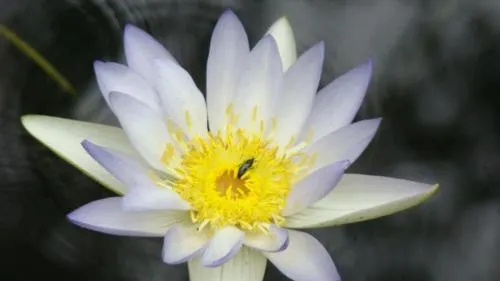 霍斯舒灣野生海豚酒店