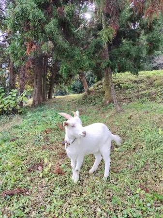Kominkayado Oniwa Отели в г. уезд Хигасисоноги