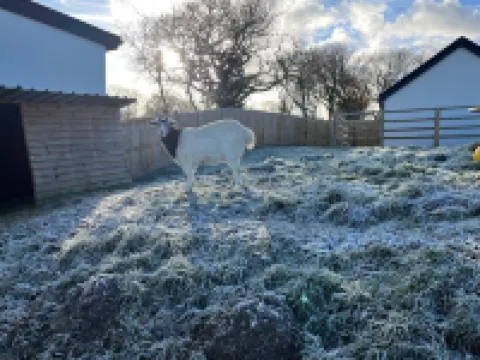 Robin Hood Safari Tent Hotels in Carew