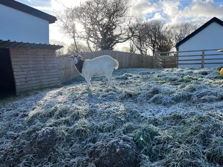 Robin Hood Safari Tent