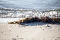 Kobæk Strand Konferencecenter Hotels in Korsør