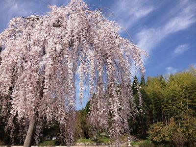 ホテル周辺 広島エアポートホテルの写真