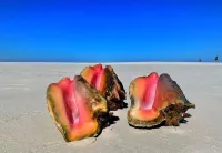 SUGAR APPLE WITH POOL