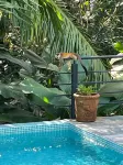 Casa Mamacita: Beautiful new home in peaceful jungle setting - สระว่ายน้ำส่วนตัว