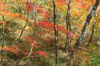 Inje Gombaeryeonggilseop Green Narae Pension