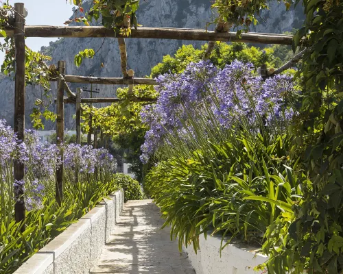 Villa la Pergola Capri Eksterior Photos