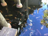 Sunset Harbor and Ocean Views, Modern Coastal Design, Beachfront Resort فنادق في أوسيانسيدي