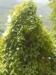 Split-Level House in East Pelion - 3-نجوم