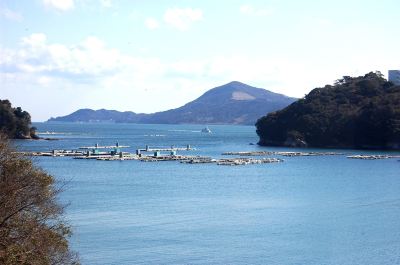 ホテル周辺 胡蝶蘭の写真