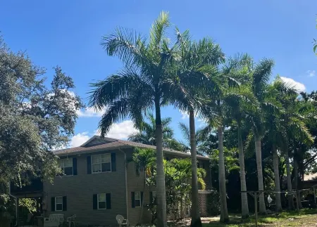 No Rat Race here at the Royal Flush.