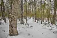 Remote Michigan Retreat on 10 Acres w/ Grill! - 2-Star