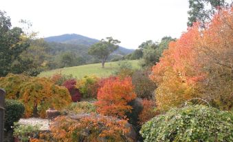a lush green field with a large tree in the middle , surrounded by various colorful leaves at Riverhouse at Howqua Dale
