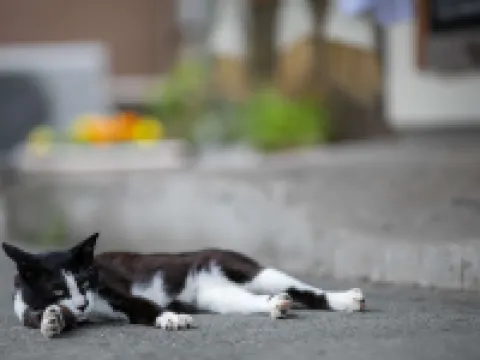 호레이 노 야도