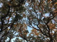 The Writer’s Cabin