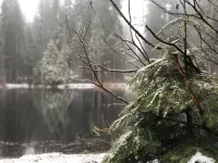 Mountain cabin with fireplace. Minutes away from Shaver Lake and China Peak.