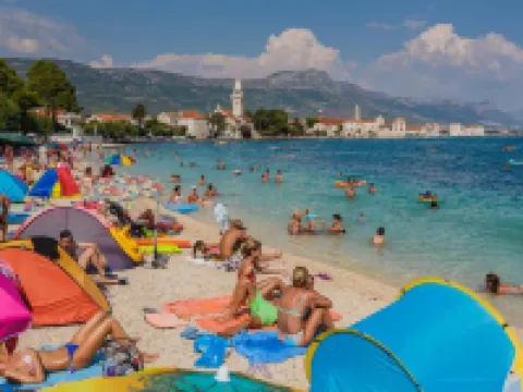 Dalmatian White Shell