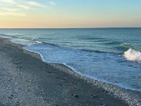 Laughing Gull at Shorebirds 3min walk to beach Sunsets! Kayaks Bikes and More!