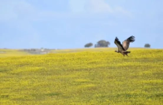 QUADRINA BARBANCHO *