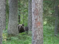 Bear Watching and Photography Hide - 3 Sao