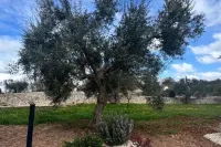 Alberobbè Luxury Rooms - 5