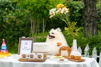 Yeoncheon Happy Dog Pension