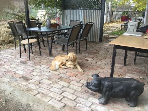 Pyrenees Farm Stay AmphitheatrePet friendly) Bed and Breakfast.