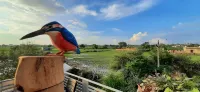 IbisHouse Farm Stay Hotels in Bharatpur