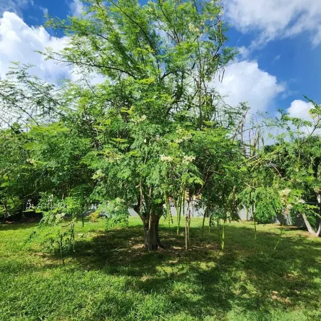 Modern Chic 1BR Apt w/ W/D & Island Fruit Garden