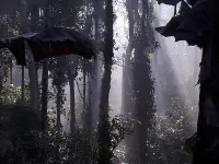 Enjoy the Real "Wayanad Village Home stay" Experience.