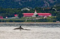 Gite au Vieux Pommier Hotel di Tadoussac