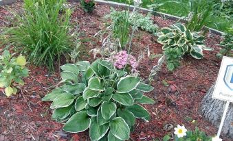 Wild Rose Bed & Breakfast - Housity