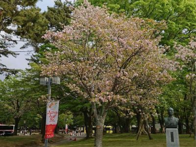 ホテル周辺 奈良パークホテルの写真