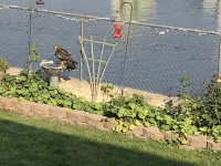 Studio apartment overlooking the Snake river Hotels in Clarkston