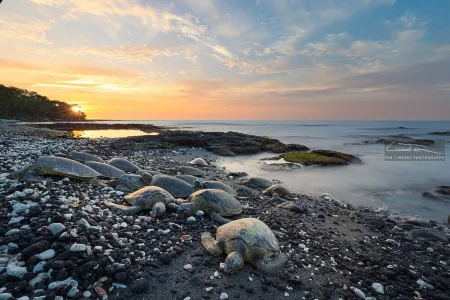 ʻOhana Hale in Puako! Rare full Mauna Kea Views, Steps to the Beach, Private. Отели рядом с достопримечательностью «Хапуна Бич»